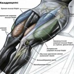 The quadriceps is the quadriceps femoris muscle.