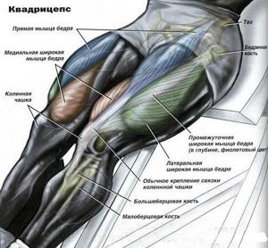 The quadriceps is the quadriceps femoris muscle.