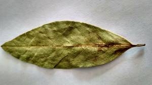Bay leaf for treatment