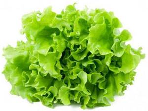 lettuce leaves calorie content and beneficial properties