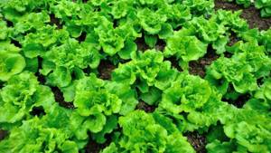 lettuce leaves calorie content per 100 grams