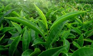 Листья зеленого чая