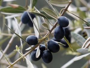 маслины на ветке
