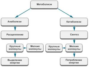 Metabolism.