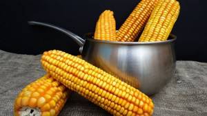 Можно ли при похудении есть вареную кукурузу: калорийность, вред и польза злака