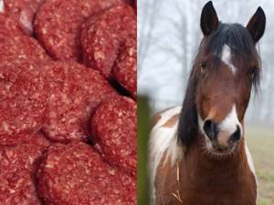 Horse meat