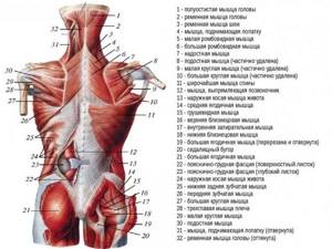 Мышцы спины и задней области шеи
