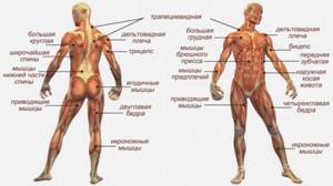 Мышечная система человека