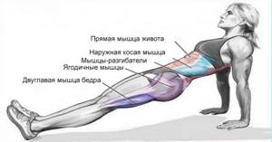 Reverse plank - working muscles