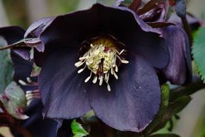 One of the varieties of medicinal hellebore is black
