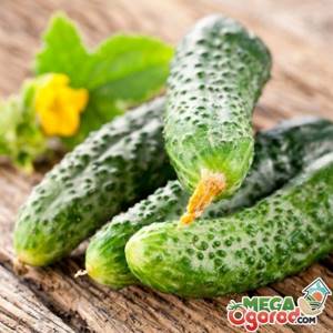 Cucumber - composition and beneficial properties