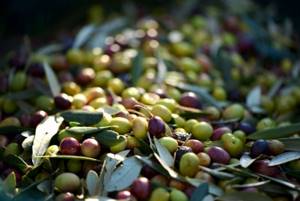 olives on branches