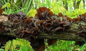 Description, benefits and harms, distribution area and edibility of Chinese mushrooms