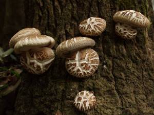 Description, benefits and harms, distribution area and edibility of Chinese mushrooms