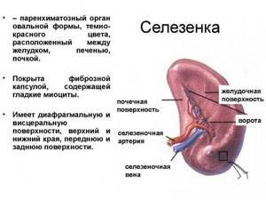 Description of the human spleen