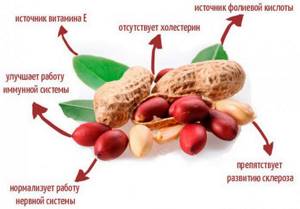 Nuts. Calorie content, nutritional table per 100 grams 