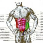 Posture and abdominal muscles. The most harmful exercise for the spine 