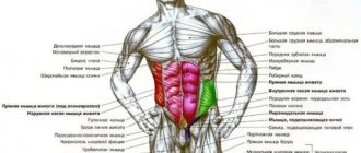 Posture and abdominal muscles. The most harmful exercise for the spine 