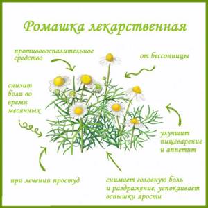 what does chamomile help with?