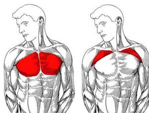 Отжиманиями можно накачать грудные мышцы?