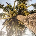 пальма кокосовая