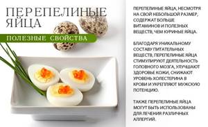 Перепелиные яйца: калорийность, польза и вред для здоровья, как употреблять при похудении