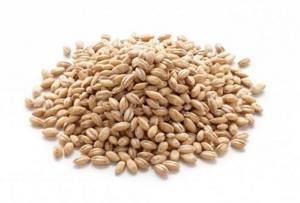 Pearl barley - benefits and harm to the body