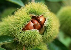 Nutritional value and calorie content of chestnut