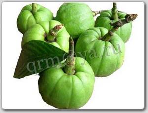 Garcinia Cambogia fruits