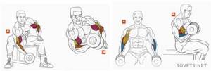 Lifting dumbbells from a sitting position