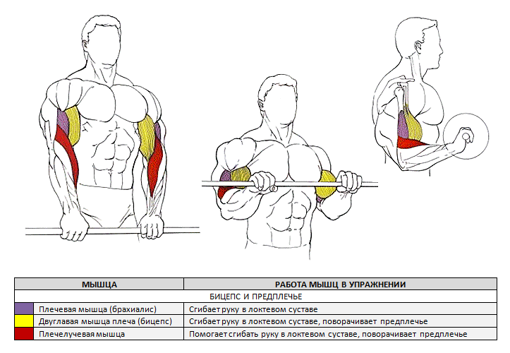 biceps curl with straight grip