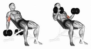 Dumbbell curls for biceps while sitting on an inclined bench