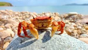 Useful properties of crab
