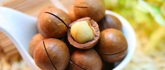 Полезные свойства ореха макадамия для мужчин и правила его употребления