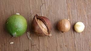 Beneficial properties of macadamia nut for men and rules for its use