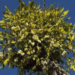 The benefits and properties of mistletoe