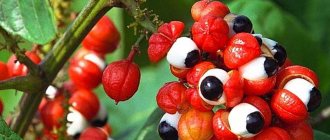 The health benefits and harms of guarana