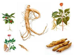 Benefits from nature: which herbs improve metabolism?