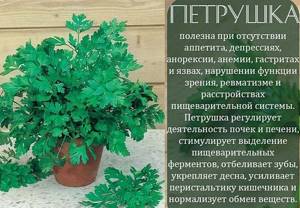 Benefits of parsley