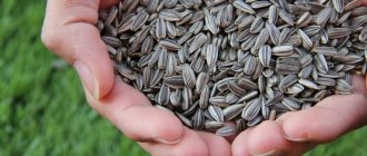 Polza_semechek_podsolnuha_Benefits of sunflower seeds