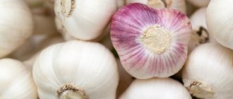 Does garlic help with weight loss, reviews and results of losing weight