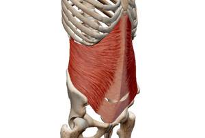 Transverse abdominis muscle location