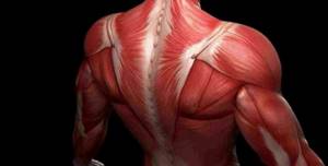 Superficial and deep back muscles. Anatomy, functions 