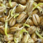 Пророщенная пшеница польза и вред, советы врачей_сок
