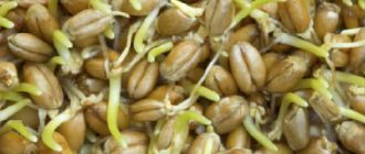 Пророщенная пшеница польза и вред, советы врачей_сок