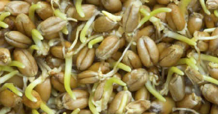 Sprouted wheat: benefits and harms, advice from doctors_juice
