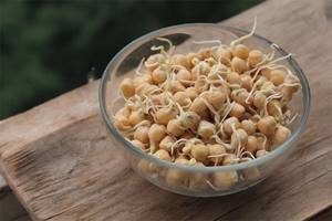 sprouted chickpeas