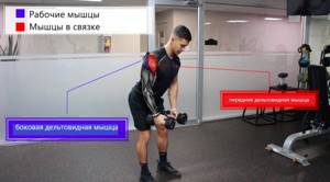 Working muscles in dumbbell swings from the sides