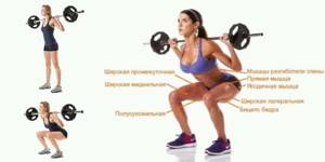 Muscle work when squatting with a load