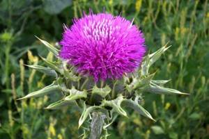 milk thistle for weight loss: reviews from those who have lost weight